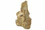 Fossil Spinosaurus Cervical Vertebra - Excellent Preservation #228173-9